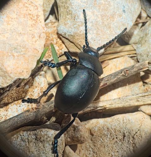 Timarcha goettingensis